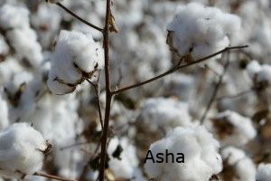 cotton plant